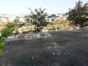כבשים רצות באופק. כיצד ניתן לראות בהן אוכל? צילום: עידית שוהם