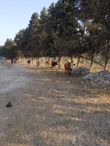 אולי תפסיקו לאכול אותנו? צילם (ולא אוכל): שמוליק הודס