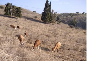 תנו לפרות לחיות!